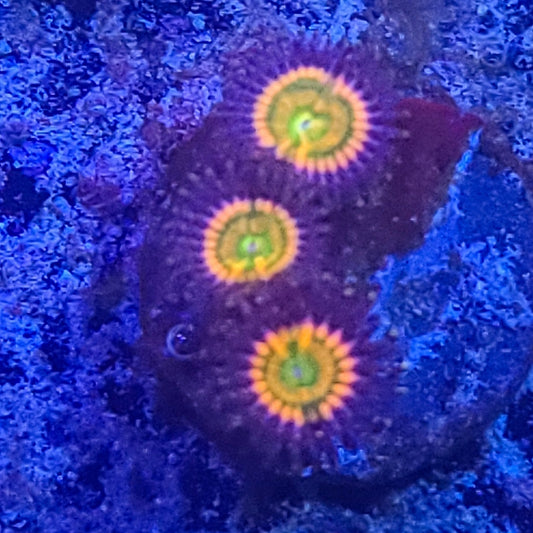 Zoanthid:  Sunny D's  022 11F