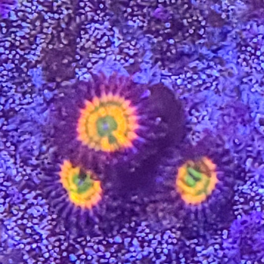 Zoanthid:  Sunny D's  023 6F