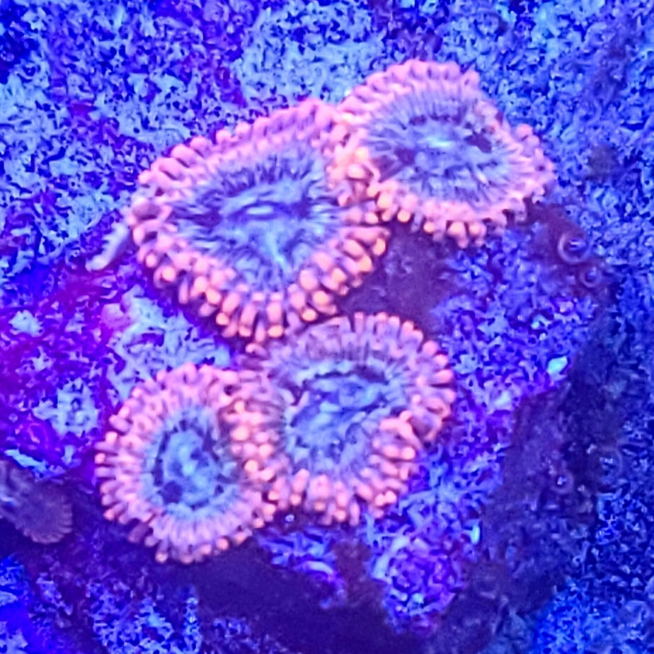 Zoanthid:  Utter Peace  022 10C