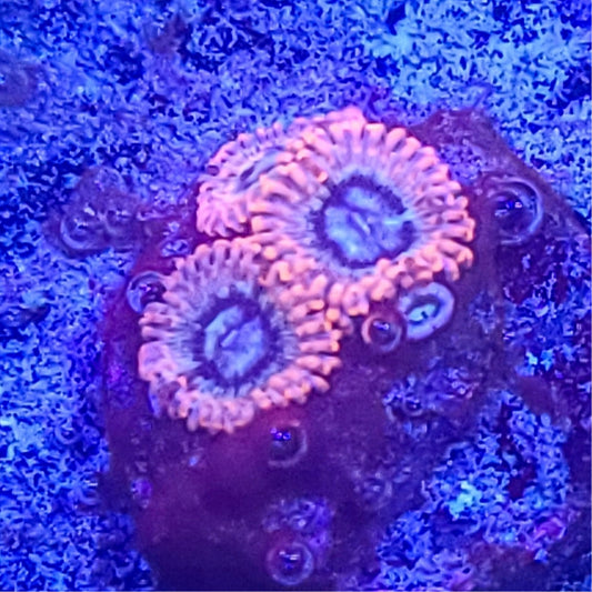 Zoanthid:  Utter Peace  022 10D