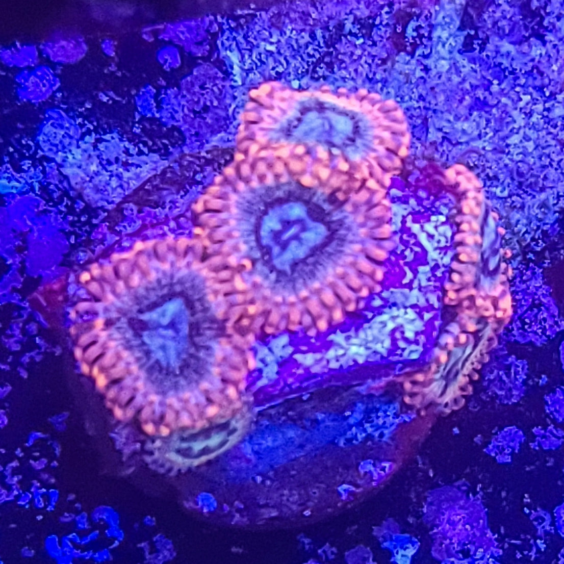 Zoanthid:  Utter Peace  022 3A