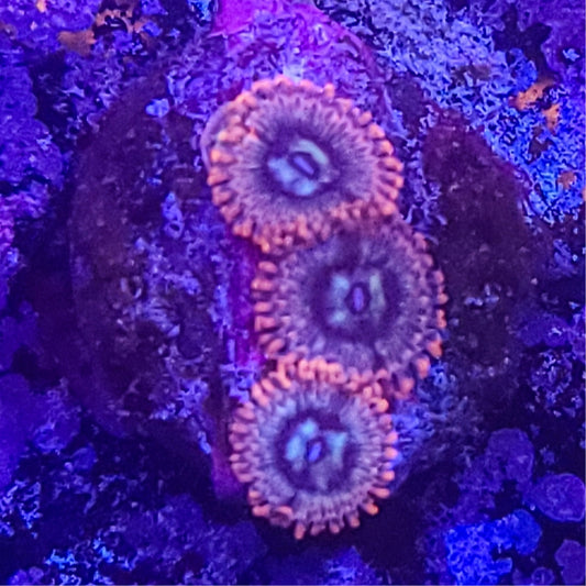 Zoanthid:  Utter Peace  022 5I