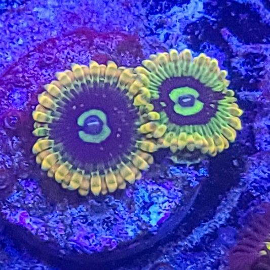 Zoanthid:  Yoda  022 12D