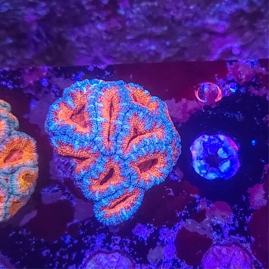 Acan:   Orangalated 021 1D