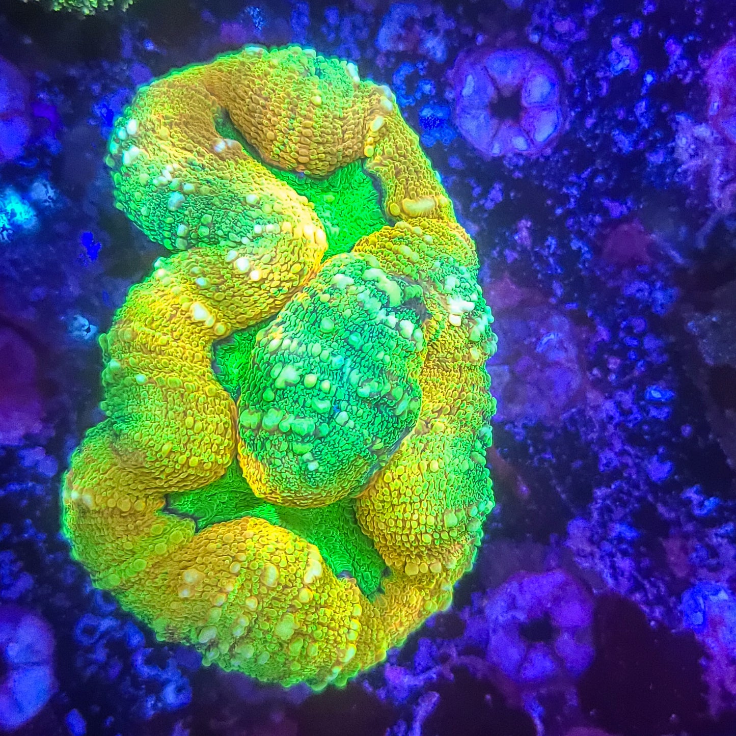 Lobophyllia:  Lemon Lime 021 14E