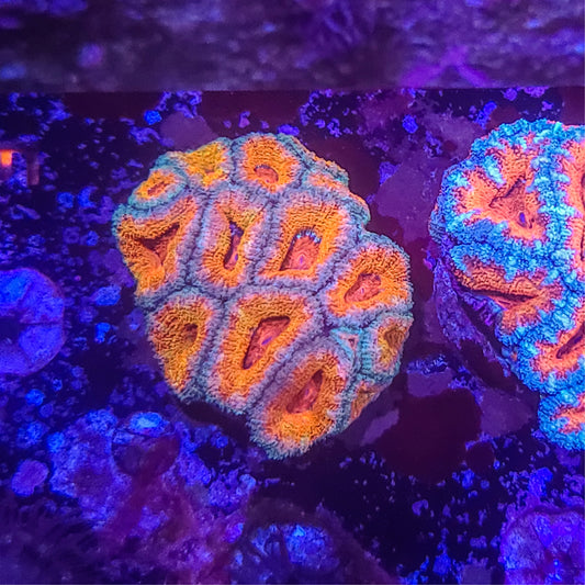 Acan:  Orange Huddle Mini Colony 021 1E