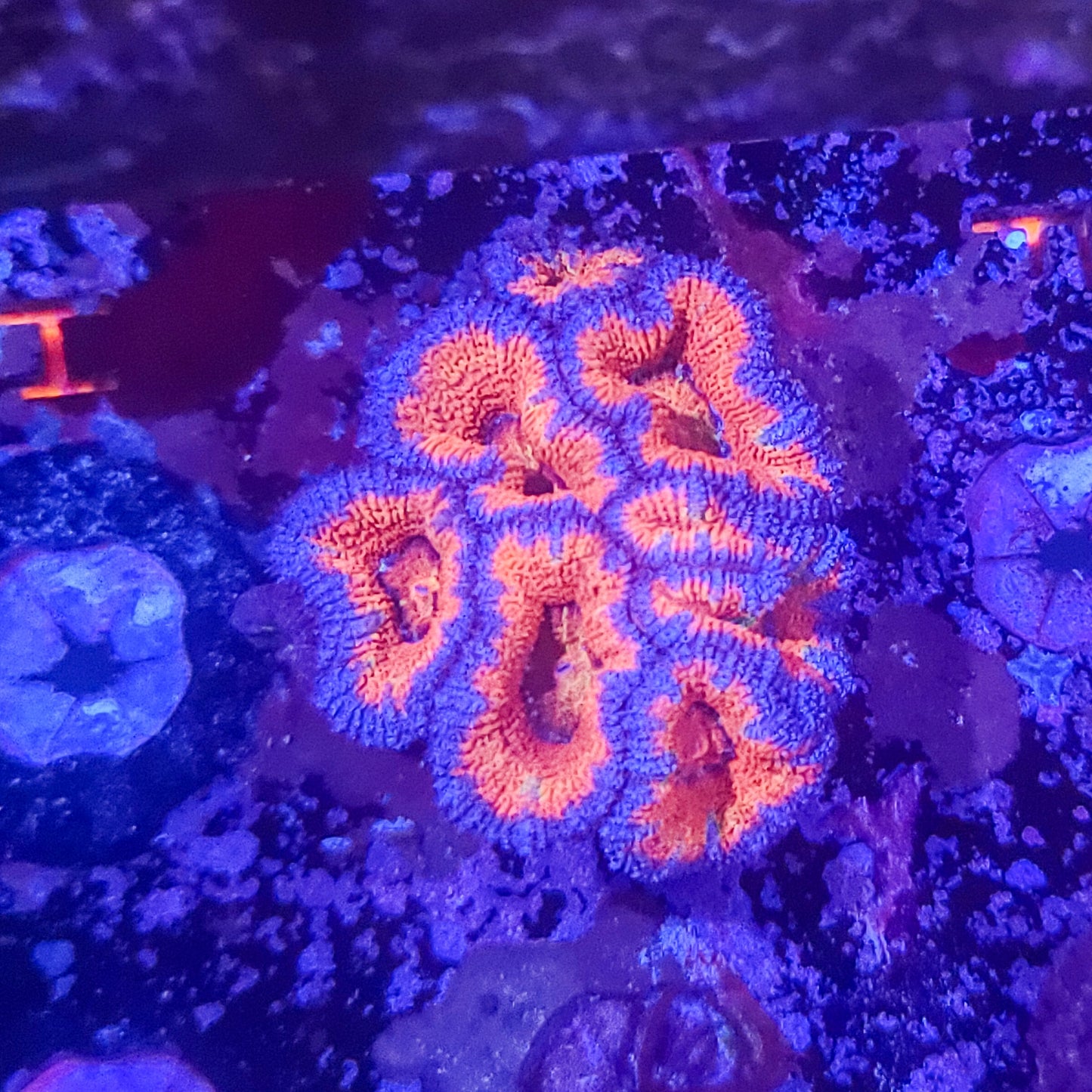 Acan:  Chaos Imagination Mini Colony 021 1G