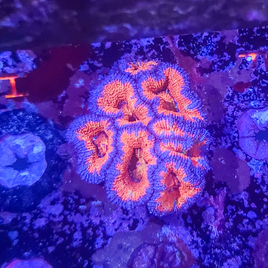 Acan:  Chaos Imagination Mini Colony 021 1G