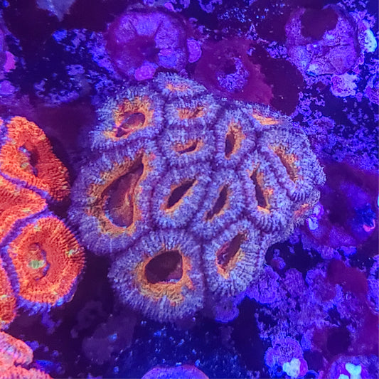 Acan:  Razzle Mini Colony 021 3B