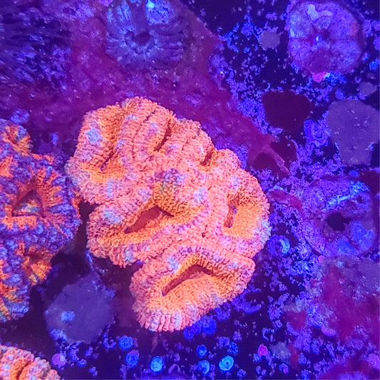 Acan:   Purpleberry Orange  021 3E