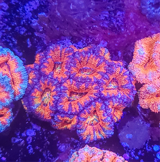 Acan:  Orange Struggle Mini Colony 021 3F