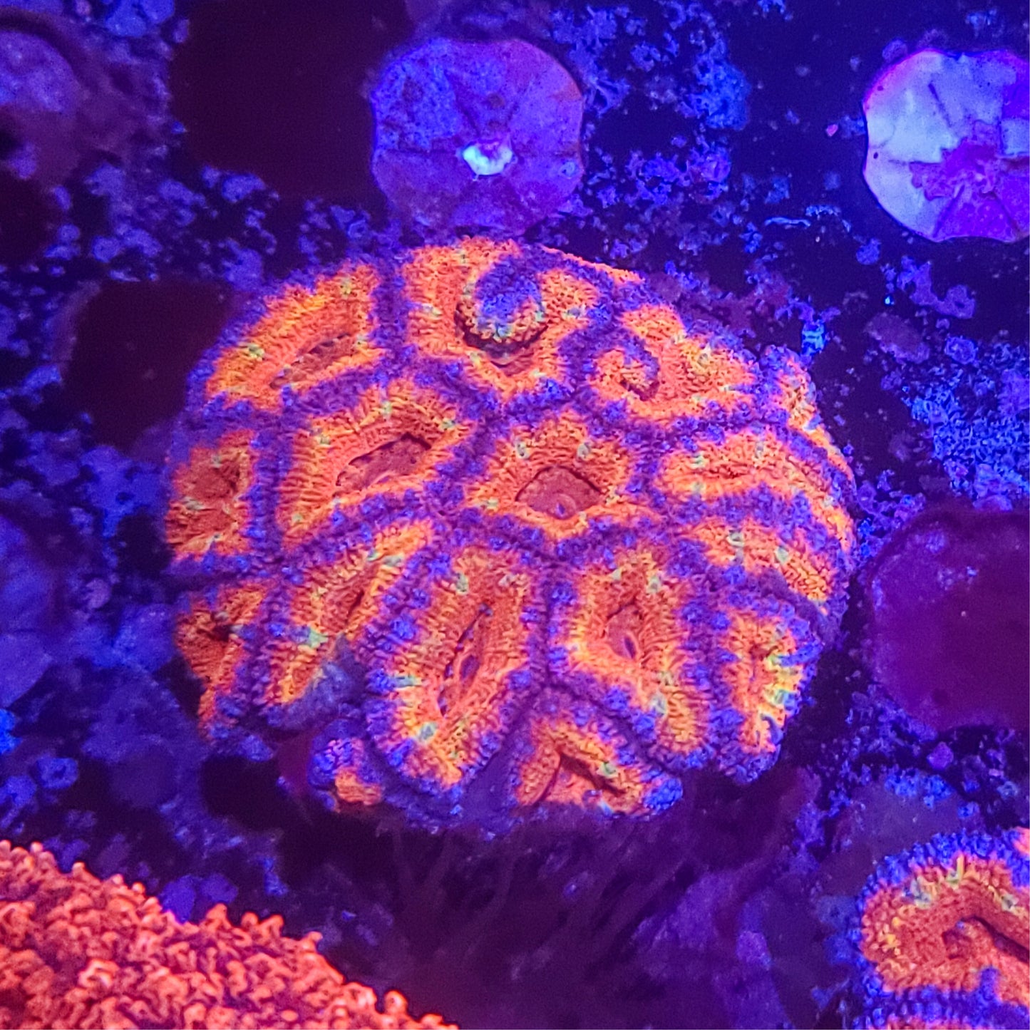 Acan:  Fancy Flight Mini Colony 021 3I