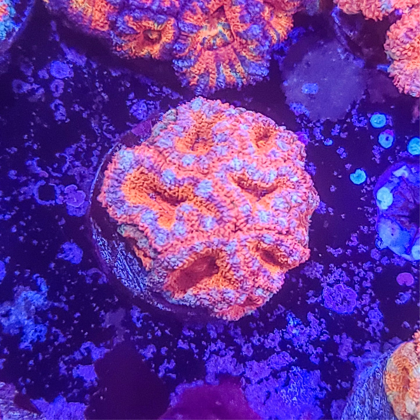 Acan:   Connections  021 4F