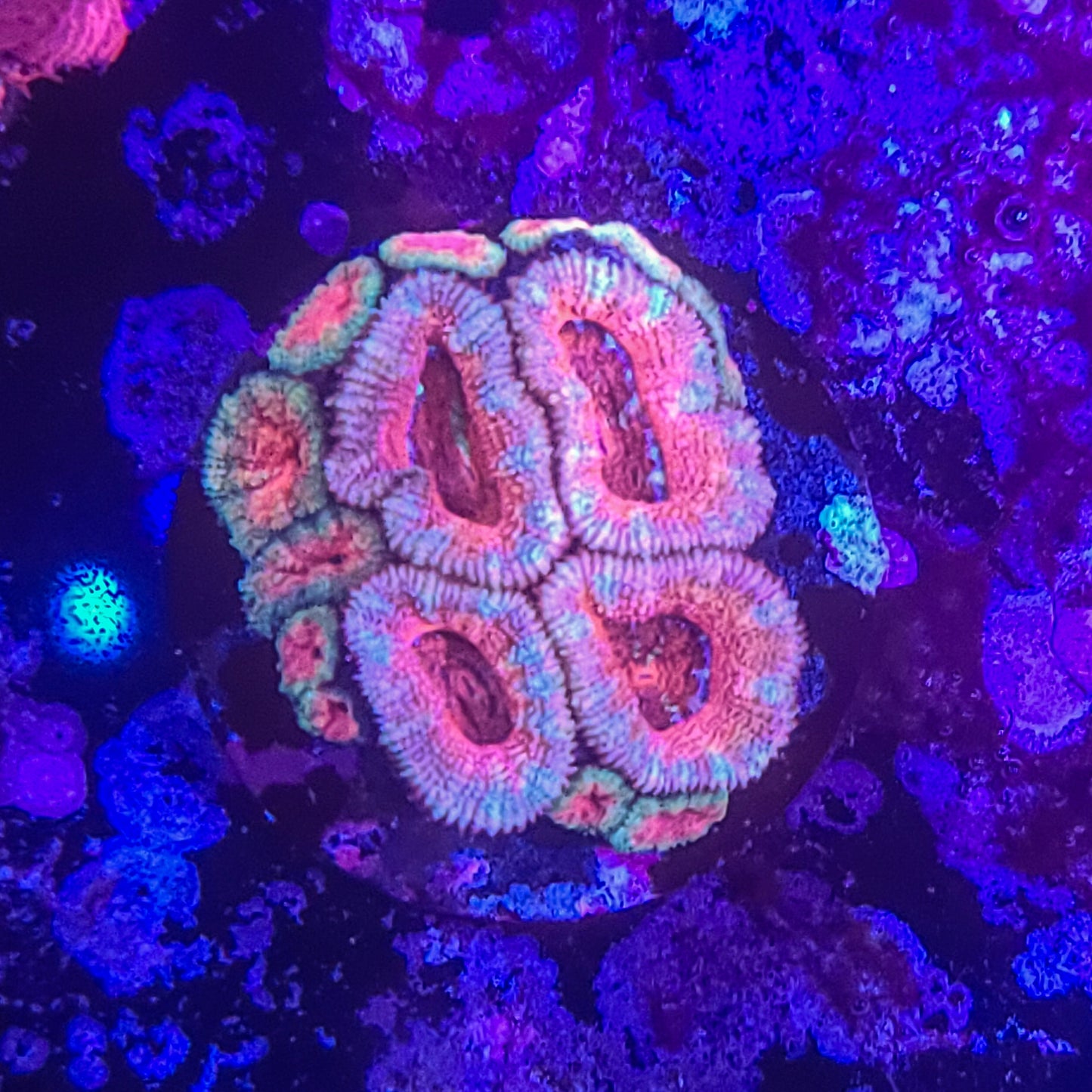 Acan:  Pastel Iterations  Mini Colony 021 8B