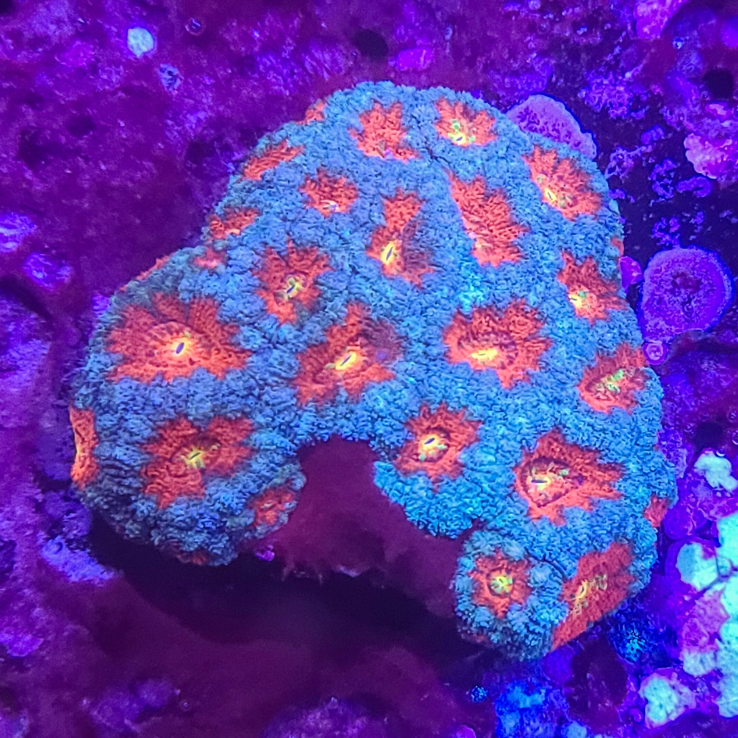 Acan:  Flowers in the Sky Mini Colony 024 7F