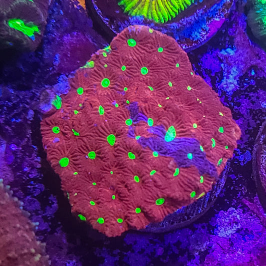 Favia:  War Coral Favia 024 7I