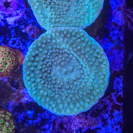 Pagoda Cup Coral:  014 10B