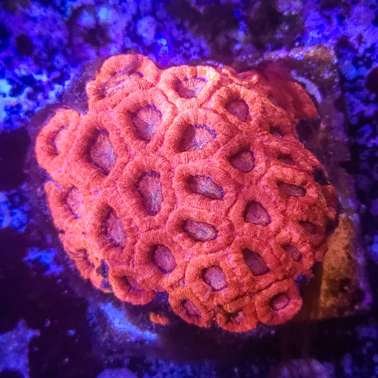 SA Crown of Roses Acan Colony 014 10F