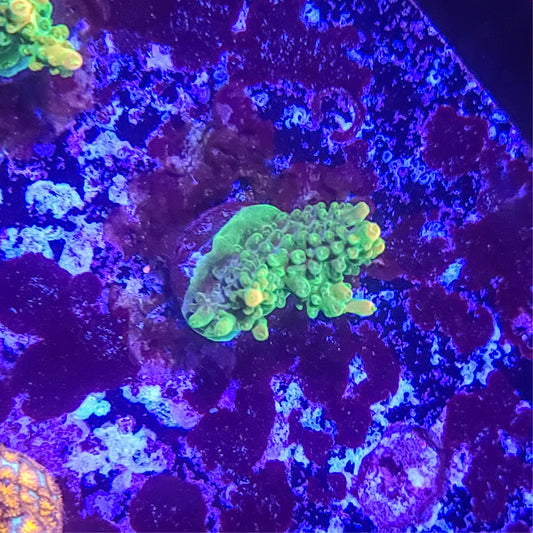 Acropora:  Leprechaun 014 1C