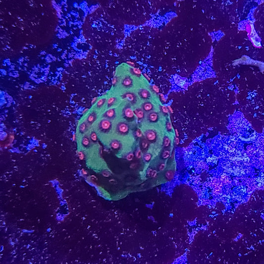 Cyphastrea:  Pink Measles 014 3G