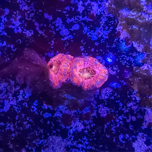 SA Pink Pulse Acan 011 1D