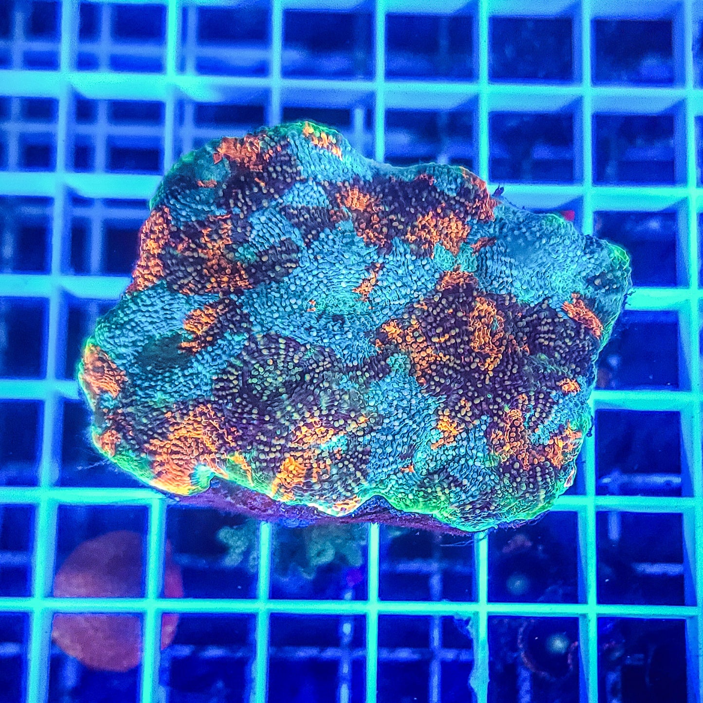 Acan:  Acan Echinata Q63