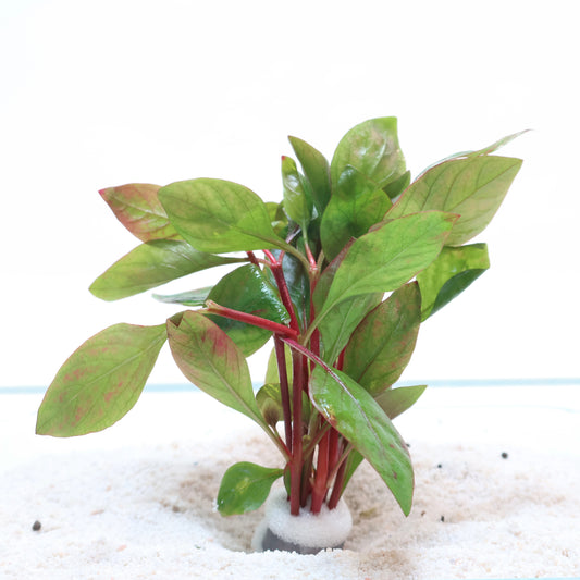 Alternanthera Red Broadleaf:  Lead Bunch