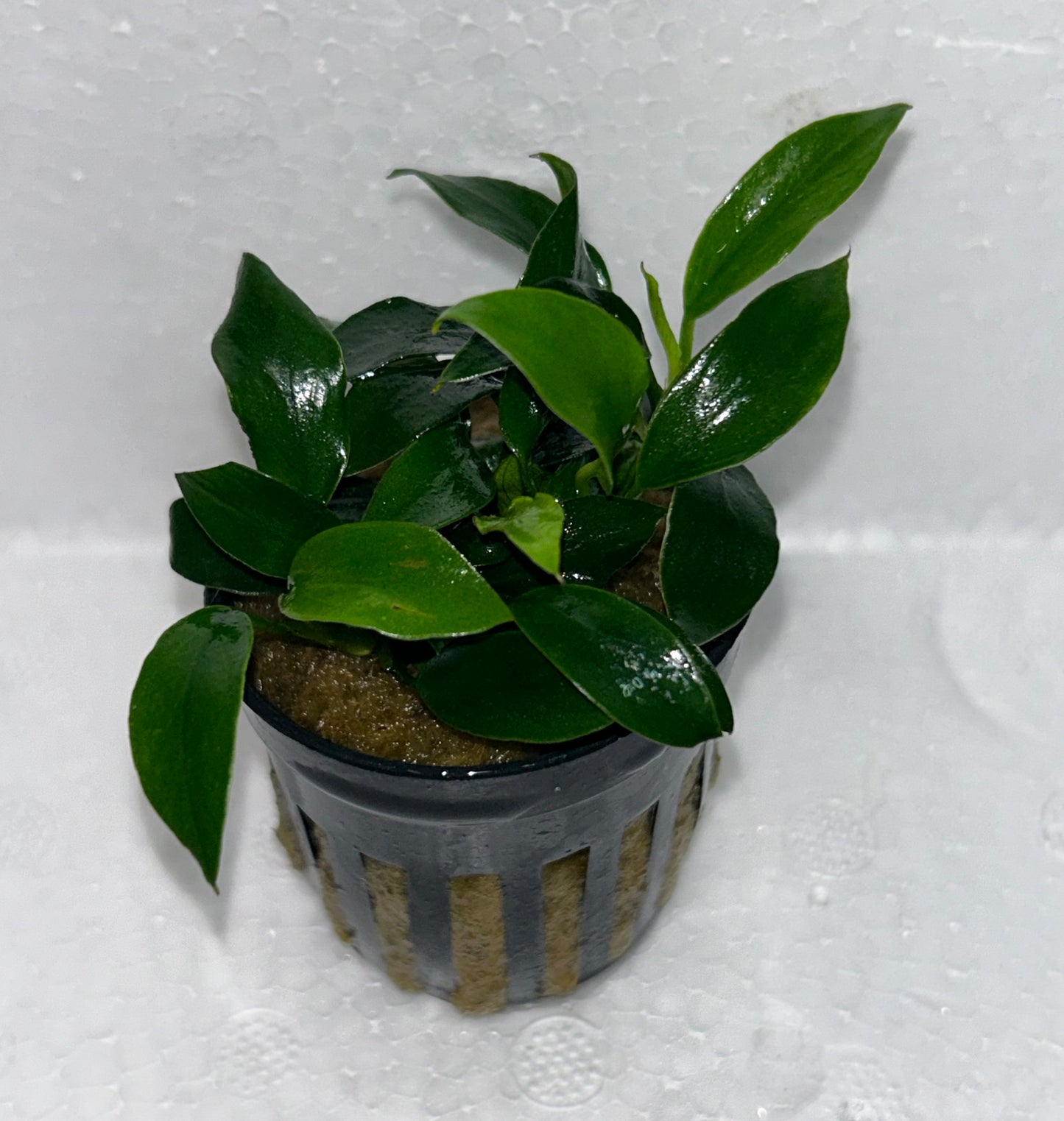 Anubias Jungle Star:  Pot