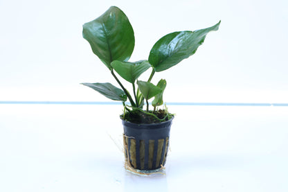 Anubias Barteri:  Pot