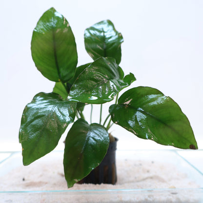 Anubias Barteri:  Pot