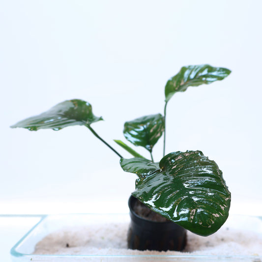 Anubias Barteri Petite Round:  Pot