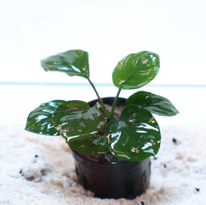 Anubias Barteri Round Golden Coin:  Pot