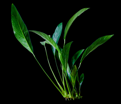 Anubias Congensis:  Pot