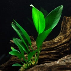 Anubias Congensis:  Pot