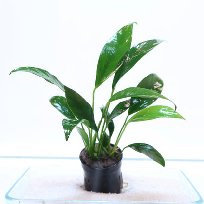 Anubias Congensis:  Pot