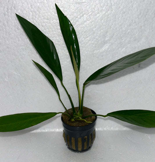 Anubias Glabra:  Pot