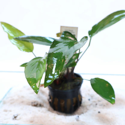 Anubias Hastifolia: Pot