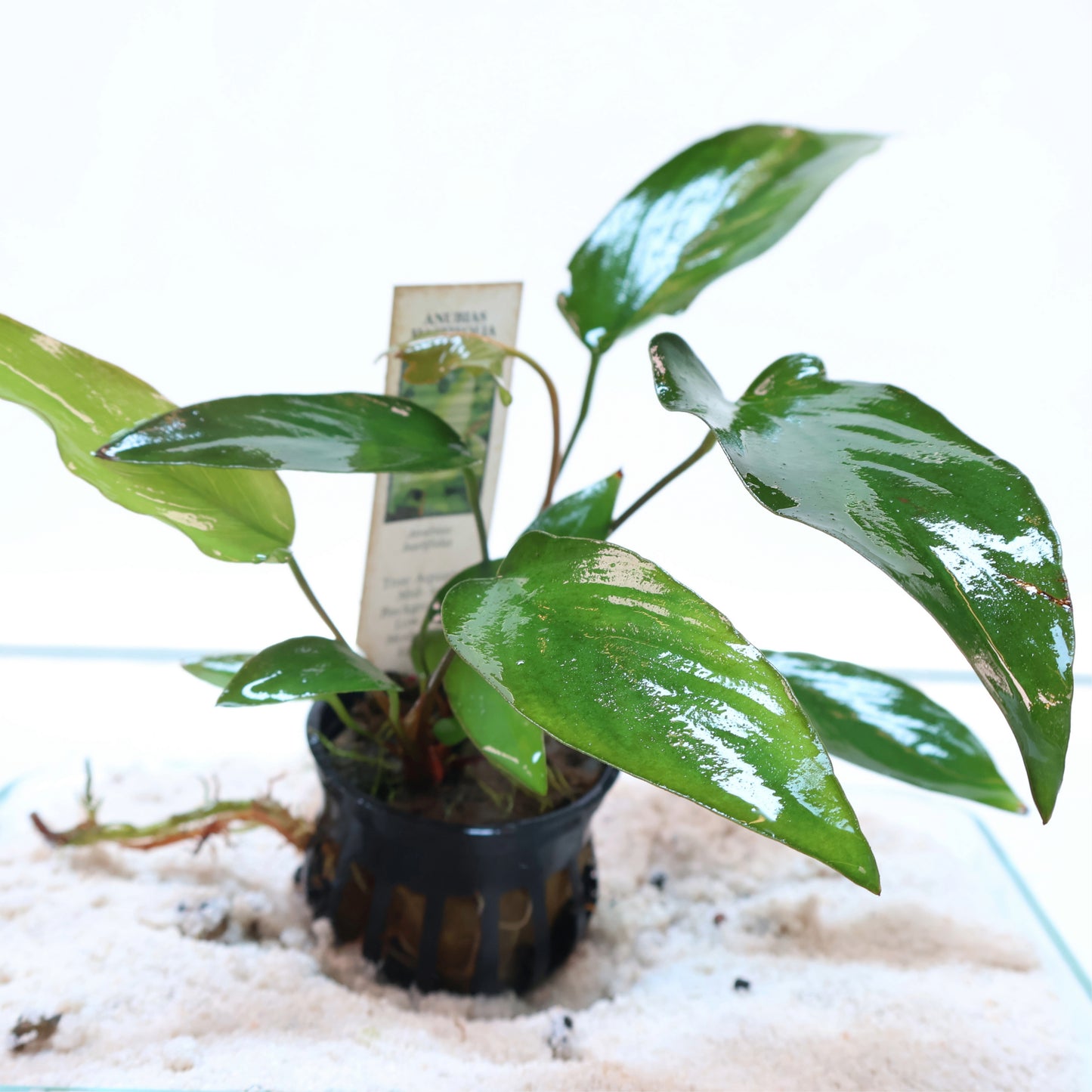 Anubias Hastifolia: Pot