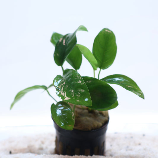 Anubias Nana:  Pot