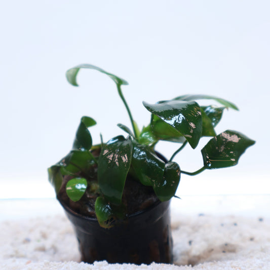 Anubias Nana Bonsai:  Pot