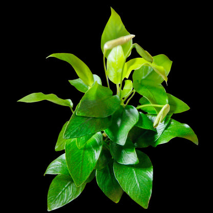 Anubias Nana Golden: Tissue Culture