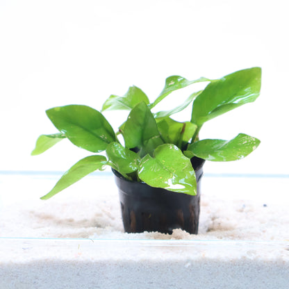 Anubias Nana Golden:  Pot