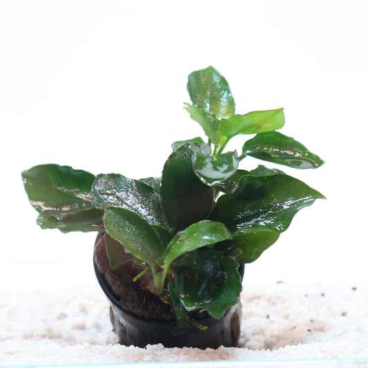 Anubias Nana Long Wavy:  Pot