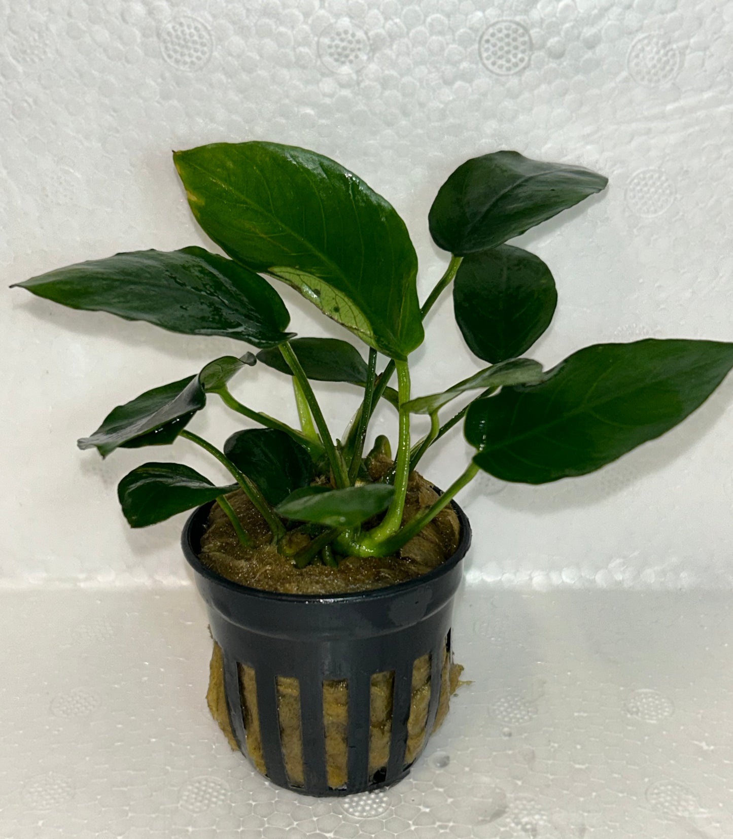 Anubias Nana Ovalis:  Pot