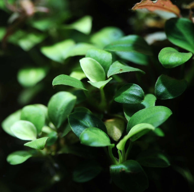 Anubias Nana Petite:  Pot