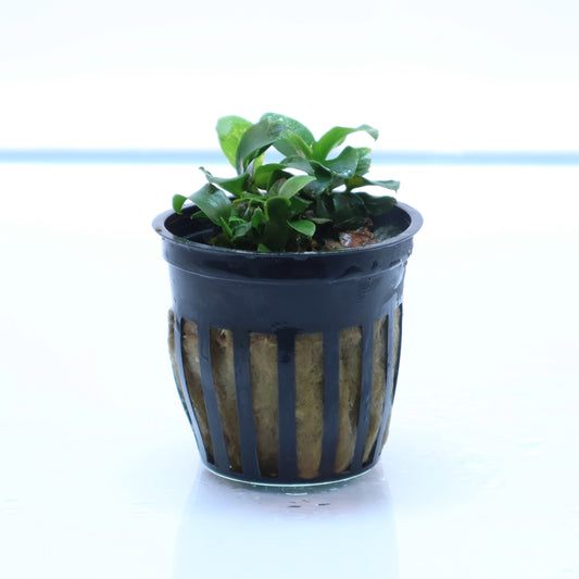 Anubias Nana Petite:  Pot