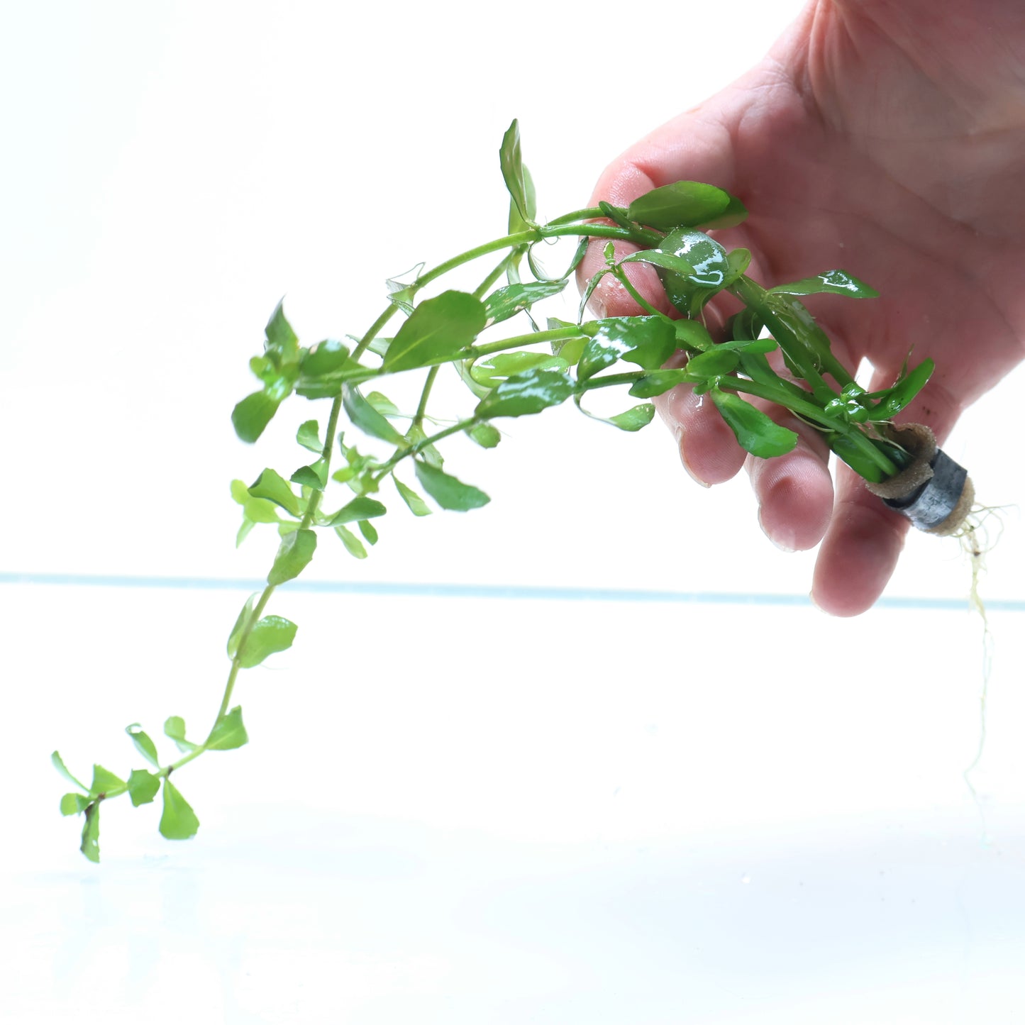 Bacopa Monnieri Moneywort:  Lead Bunch