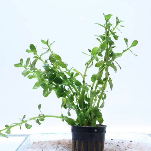 Bacopa Monnieri Moneywort:  Pot