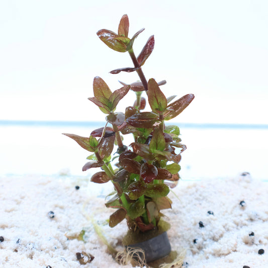 Bacopa Salzmannii Purple:  Pot