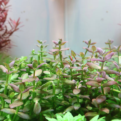 Bacopa Salzmannii Purple:  Pot